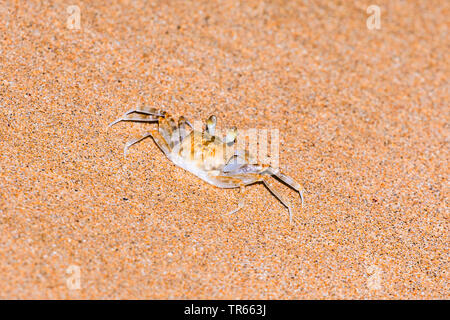 Pallid Ghost Crab (Ocypode pallidula), on the beach, USA, Hawaii, Kamaole Beach Park II, Kihei Stock Photo