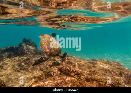 green turtle, rock turtle, meat turtle (Chelonia mydas), feeding algae from laval rocks, USA, Hawaii, Maui, Kihei Stock Photo