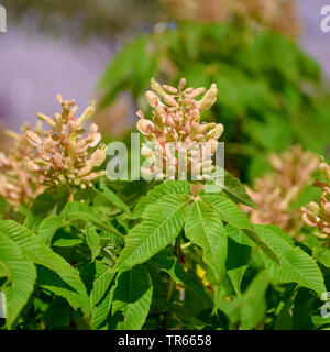 horse chestnut (Aesculus x mutabilis 'Harbinsonii', Aesculus x mutabilis Harbinsonii), blooming, cultivar Harbinsonii Stock Photo