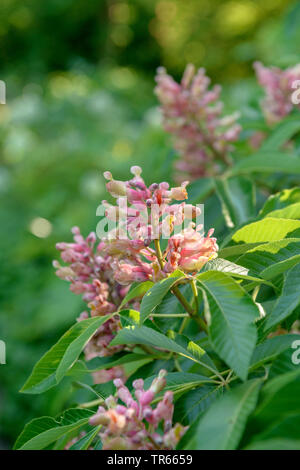 horse chestnut (Aesculus x mutabilis 'Induta', Aesculus x mutabilis Induta), blooming, cultivar Induta Stock Photo