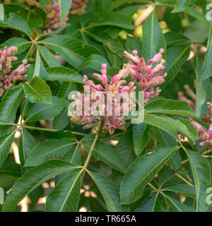 horse chestnut (Aesculus x mutabilis 'Harbinsonii', Aesculus x mutabilis Harbinsonii), blooming, cultivar Harbinsonii Stock Photo