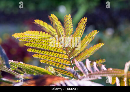 Silk Tree, Pink Siris (Albizia julibrissin 'Summer Chocolate', Albizia julibrissin Summer Chocolate), leaf of cultivar Summer Chocolate Stock Photo