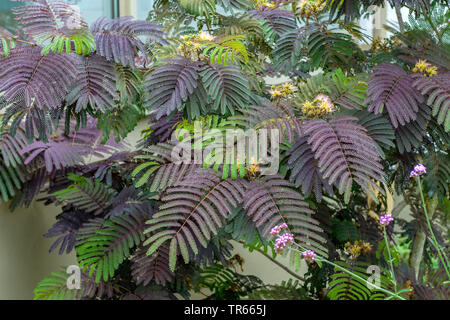 Silk Tree, Pink Siris (Albizia julibrissin 'Summer Chocolate', Albizia julibrissin Summer Chocolate), leaves of cultivar Summer Chocolate Stock Photo