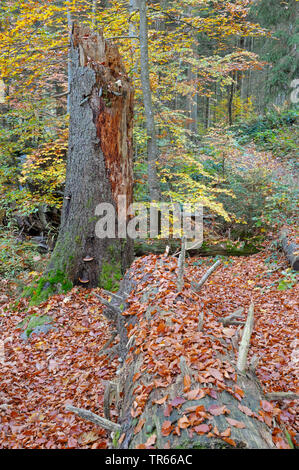 dead spruce in a forest in autumn, Germany, Bavaria, Bavarian Forest National Park, Waldhaeuser Stock Photo