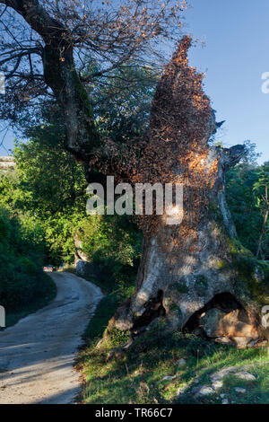 Downy Oak (Quercus pubescens), old oak tree of Sv. Petar, Croatia, Cres Stock Photo