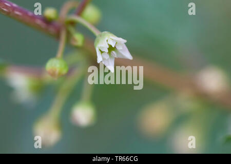 alder buckthorn, glossy buckthorn (Frangula alnus, Rhamnus frangula), flower, Germany, Bavaria Stock Photo