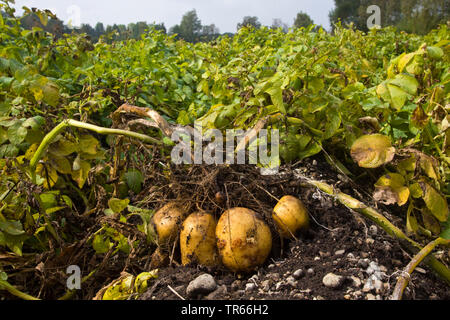 potato (Solanum tuberosum), potatoes on a field, Germany, Bavaria Stock Photo