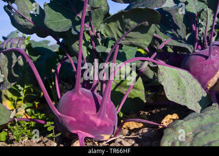 Kohl rabi, German turnip, turnip cabbage (Brassica oleracea convar. acepala var. gongylodes, Brassica oleracea var. gongylodes), German turnip on the field, Germany Stock Photo