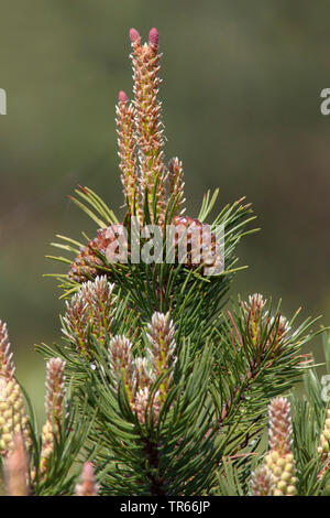 Mountain pine, Mugo pine (Pinus mugo), branche with mature and blooming cone, Germany, Bavaria Stock Photo