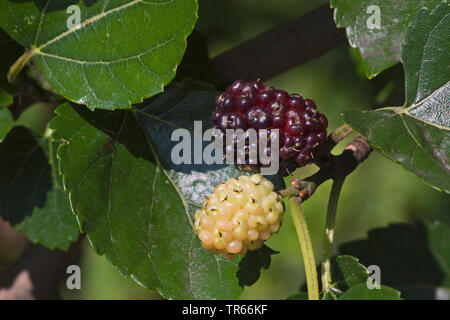 Black Mulberry, Common Mulberry (Morus nigra), mulberries on a branch, Germany Stock Photo