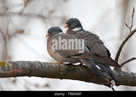wood pigeon (Columba palumbus), pair sitting side by side on a branch, side view, Germany, Bavaria Stock Photo