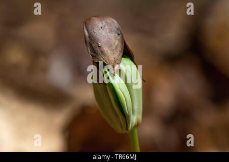 common beech (Fagus sylvatica), seedling, Germany Stock Photo
