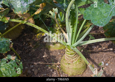 turnip (Brassica rapa subsp. rapa subvar. esculenta), turnip on a field, Germany, Bavaria Stock Photo