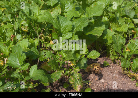 turnip (Brassica rapa subsp. rapa subvar. esculenta), turnip on a field, Germany, Bavaria Stock Photo