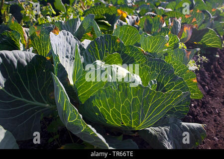 White cabbage (Brassica oleracea var. capitata f. alba), white cabbage on a field, Germany Stock Photo