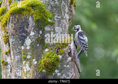white-backed woodpecker (Picoides leucotos, Dendrocopos leucotos), female feeding chick, Germany, Bavaria Stock Photo
