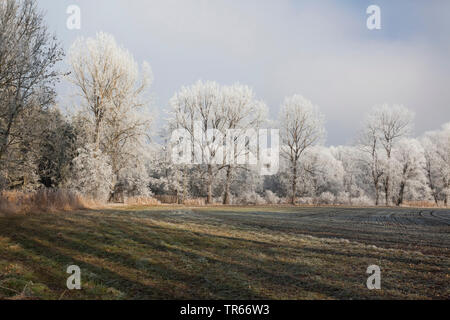 hoarfrost on trees and shrubs in field landscape, Germany, Bavaria Stock Photo