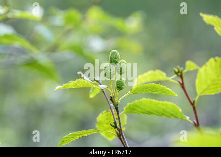 grey alder, hoary alder, speckled alder (Alnus incana), branch with immature cones, Austria, Hohe Tauern National Park Stock Photo