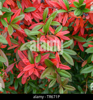 Wintergreen Barberry (Berberis julianae), bush with berries Stock Photo