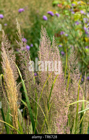 Korean feather reed grass (Calamagrostis brachytricha, Stipa brachytricha ), blooming, Germany, Bavaria Stock Photo