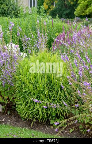 Wood-oats, Flat Oats (Chasmanthium latifolium, Uniola latifolia), in a bed with bellflowers, Germany, Bavaria Stock Photo