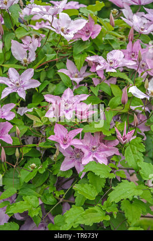 clematis, virgins-bower (Clematis 'Hagley Hybrid', Clematis Hagley Hybrid), blooming, cultivar Hagley Hybrid Stock Photo