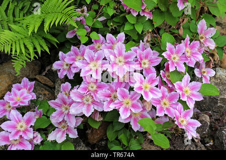 clematis, virgins-bower (Clematis 'Piilu', Clematis Piilu), blooming, cultivar Piilu Stock Photo