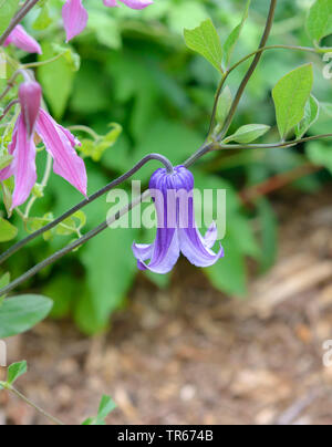 clematis, virgins-bower (Clematis 'Rooguchi', Clematis Rooguchi), blooming, cultivar Rooguchi Stock Photo