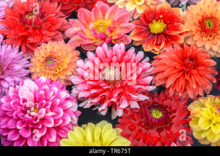 georgina (Dahlia spec.), colourful georgina flowers on a desk