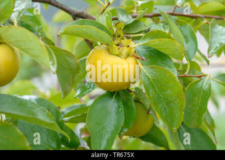 kaki plum tree, Japanese persimmon (Diospyros kaki 'Vainiglia', Diospyros kaki Vainiglia), fruit on a tree, cultivar Vainiglia, Austria, Vienna Stock Photo