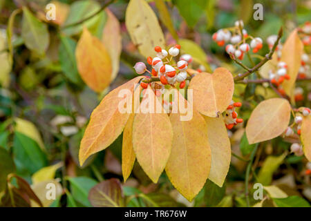 climbing euonymus, wintercreeper euonymus, winter-creeper (Euonymus fortunei 'Vegetus', Euonymus fortunei Vegetus), fruiting, cultivar Vegetus, Germany Stock Photo