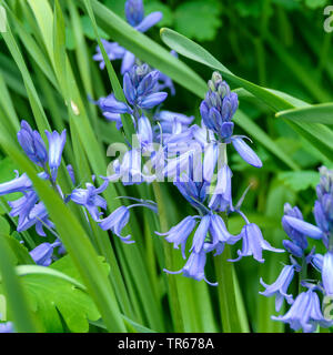 Spanish Bluebell (Hyacinthoides hispanica), blooming, Germany, Saxony