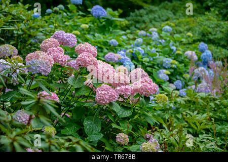Garden hydrangea, Lace cap hydrangea (Hydrangea macrophylla 'Bouquet Rose', Hydrangea macrophylla Bouquet Rose), blooming, cultivar Bouquet Rose, Germany, Bavaria Stock Photo
