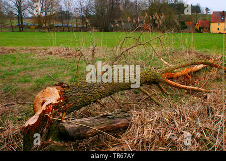 Eurasian beaver, European beaver (Castor fiber), just felled tree trunk by an beaver, Germany, Bavaria, Franken, Franconia Stock Photo