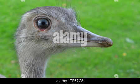 greater rhea (Rhea americana), portrait Stock Photo