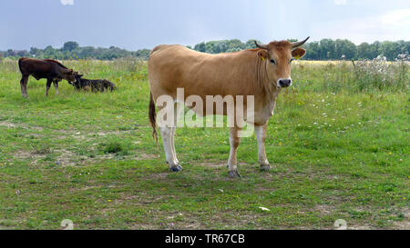 Heck cattle (Bos primigenius f. taurus), extensive grazing on a nature reserve, Germany Stock Photo