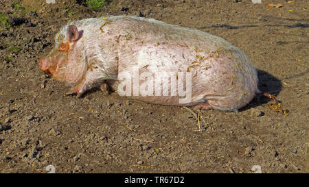 Vietnamese pot-bellied pig (Sus scrofa f. domestica), pigged out, lying on the ground, Germany Stock Photo