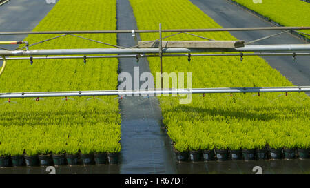 ornamental flower production with irrigation, Germany Stock Photo