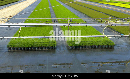 ornamental flower production with irrigation, Germany Stock Photo
