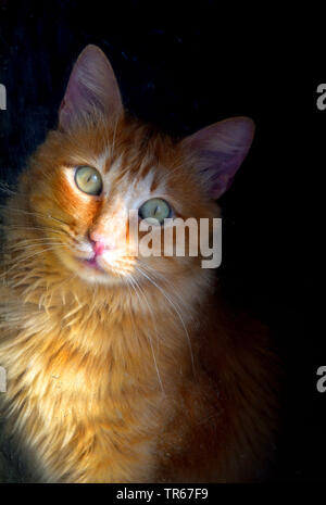 domestic cat, house cat (Felis silvestris f. catus), portrait of a marmalade cat, front view, Portugal Stock Photo