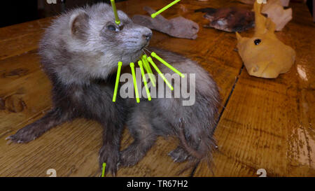 red fox (Vulpes vulpes), taxidermied young silver fox Stock Photo