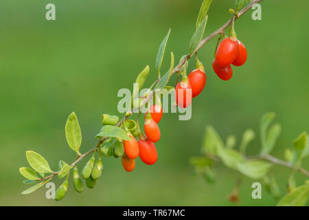 Chinese wolfberry, common matrimony vine (Lycium barbarum 'Turgidus', Lycium barbarum Turgidus), Goji berries of cultivar Turgidus Stock Photo