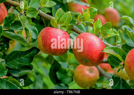 apple tree (Malus domestica 'Alkmene', Malus domestica Alkmene), fruits of cultivar Alkmene Stock Photo