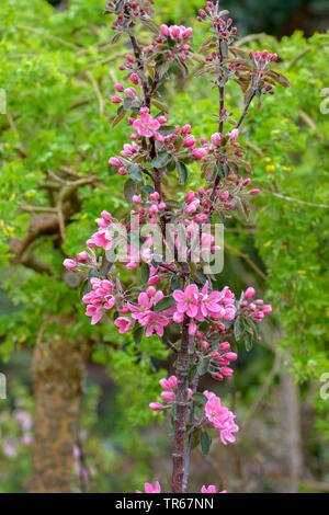 apple tree (Malus domestica 'Maypole', Malus domestica Maypole), flowers of cultivar Maypole Stock Photo
