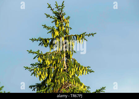 Norway spruce (Picea abies), crown with immature cones, Germany, Mecklenburg-Western Pomerania Stock Photo