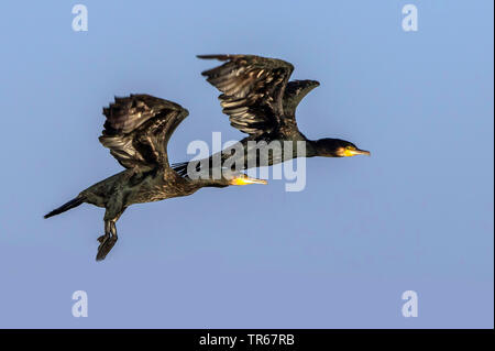 great cormorant (Phalacrocorax carbo), two flying young cormorants, Germany, Mecklenburg-Western Pomerania Stock Photo