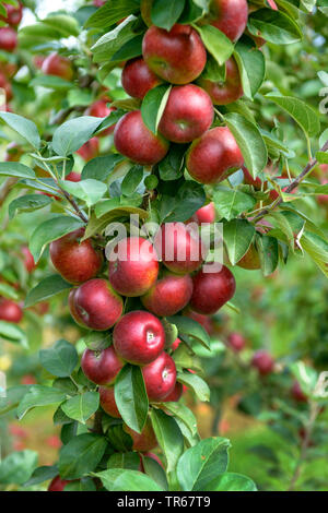 apple tree (Malus domestica 'Flamenco', Malus domestica Flamenco), apple on a tree, Flamenco Stock Photo