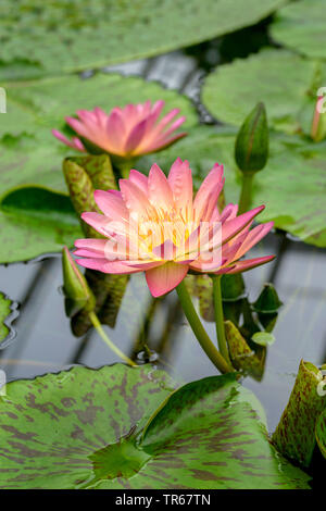 water lily, pond lily (Nymphaea 'Albert Greenberg', Nymphaea Albert Greenberg), blooming Albert Greenberg Stock Photo
