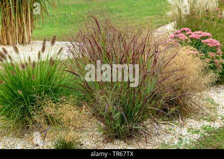 Old switch panic grass (Panicum virgatum 'Kuestenmoor', Panicum virgatum Kuestenmoor), blooming, cultivar Kuestenmoor Stock Photo