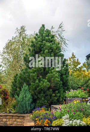 Bosnian Pine, Palebark Pine (Pinus heldreichii 'Compact Gem', Pinus heldreichii Compact Gem), cultivar Compact Gem in a garden, Germany Stock Photo